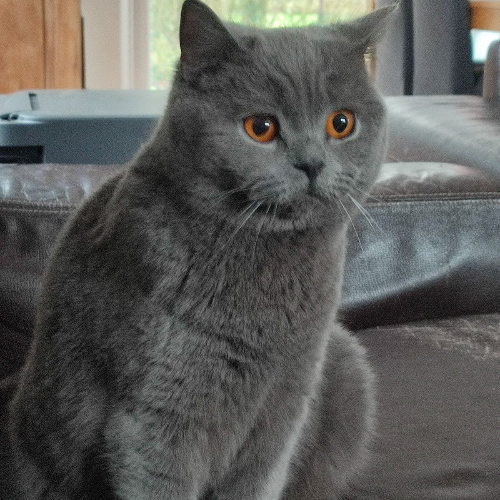Foto van de poes