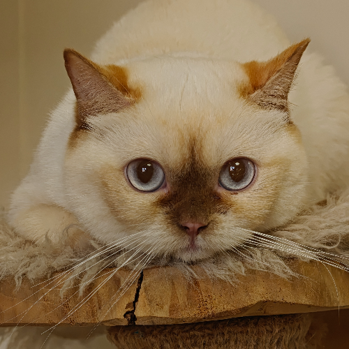 Foto van de poes