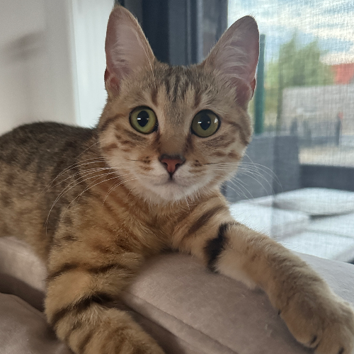 Foto van de poes
