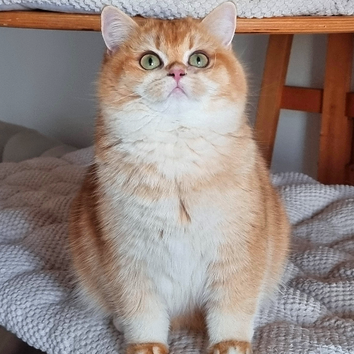 Foto van de poes