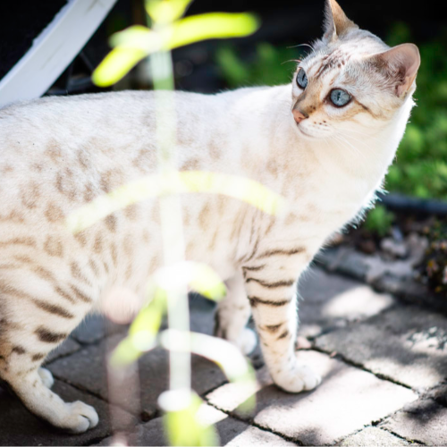 Foto van de poes
