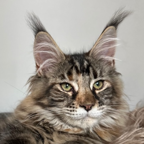 Foto van de poes