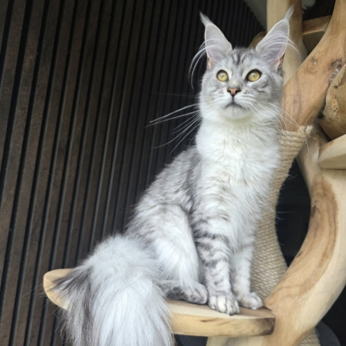 Foto van de poes