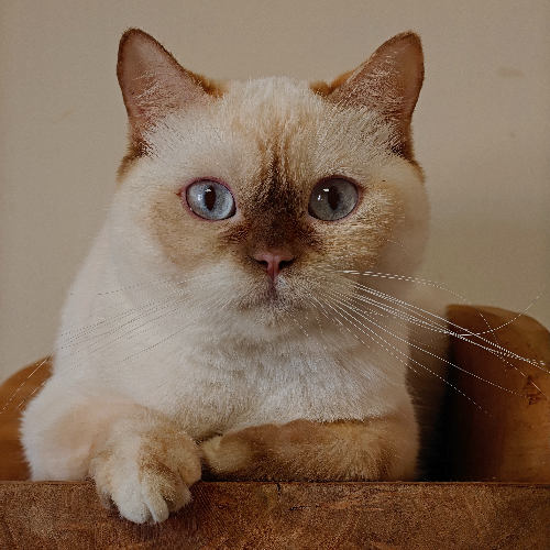 Foto van de poes