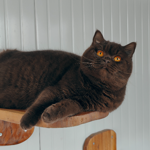 Foto van de poes