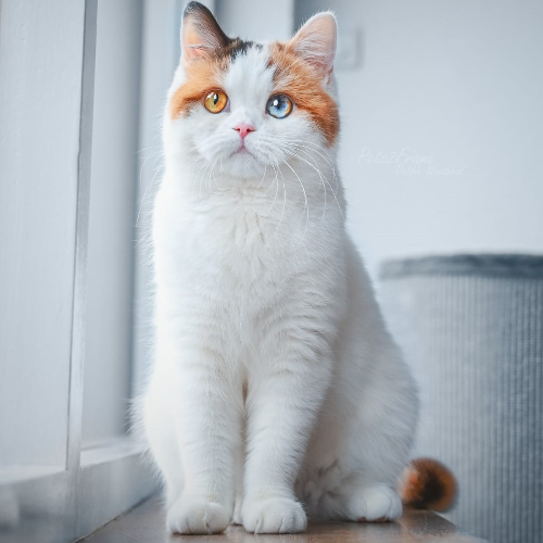 Foto van de poes
