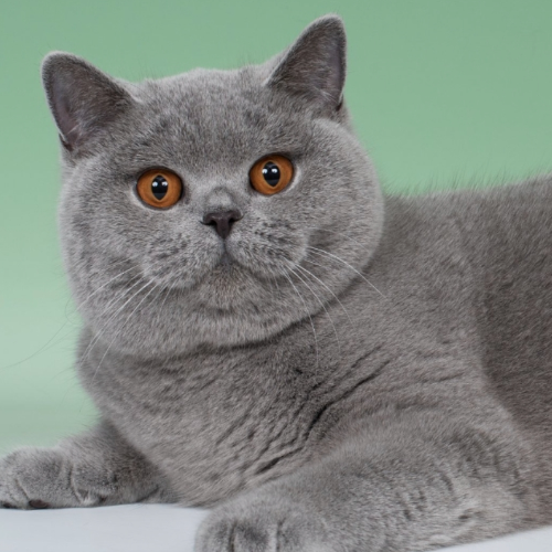 Foto van de poes