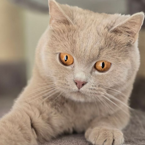 Foto van de poes