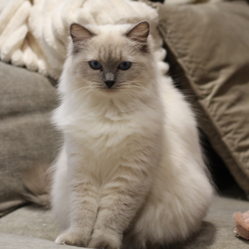 Foto van de poes