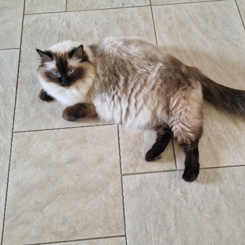 Foto van de poes