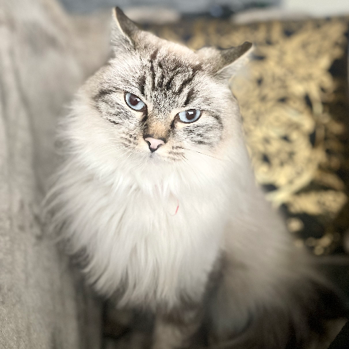 Foto van de poes