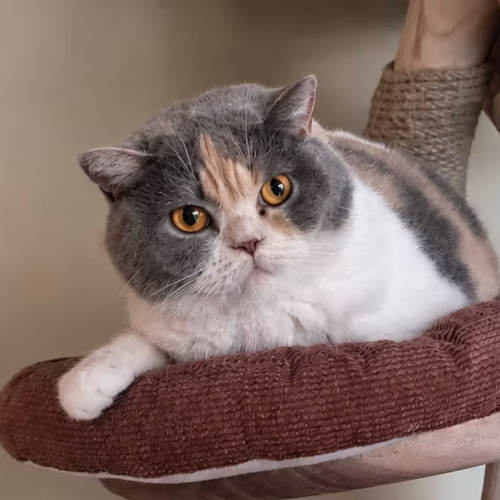 Foto van de poes