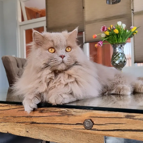 Foto van de poes