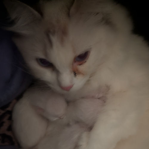 Foto van de poes