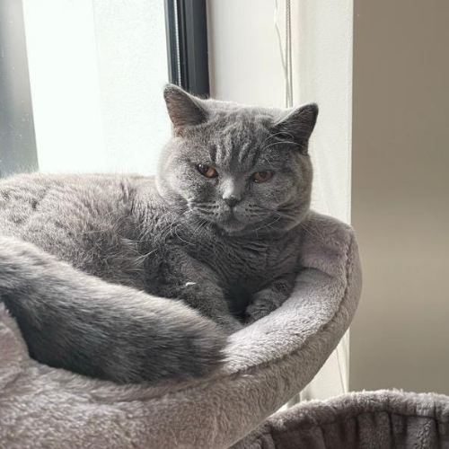 Foto van de poes