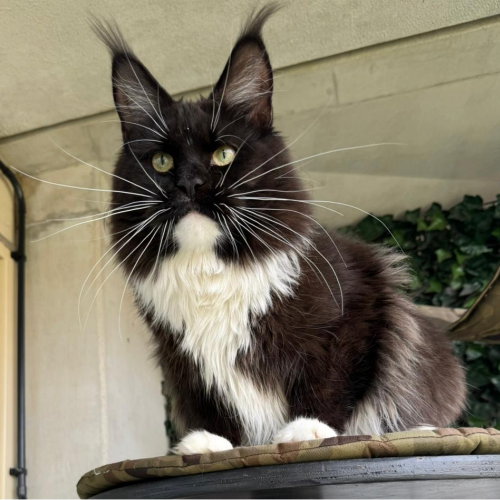 Foto van de poes