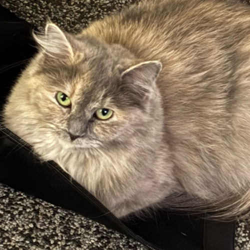 Foto van de poes
