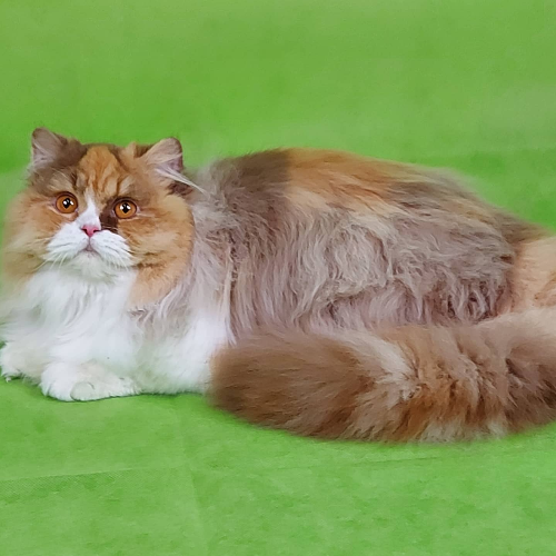 Foto van de poes