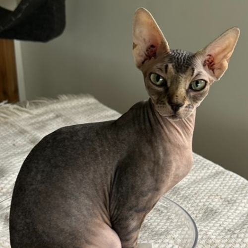 Foto van de poes