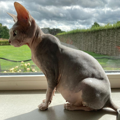 Foto van de poes