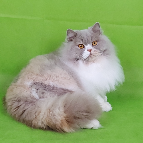 Foto van de poes