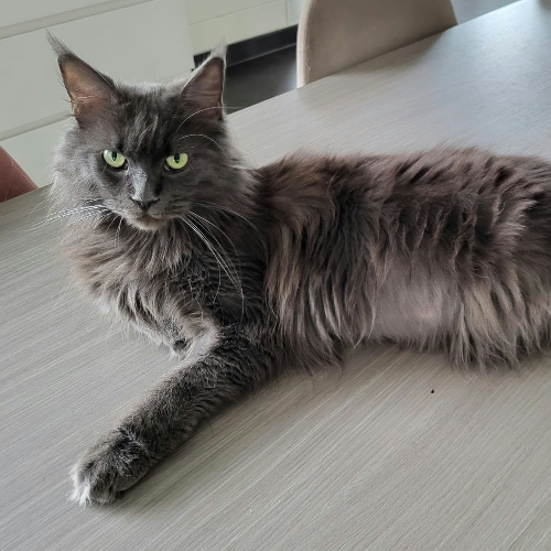 Foto van de poes