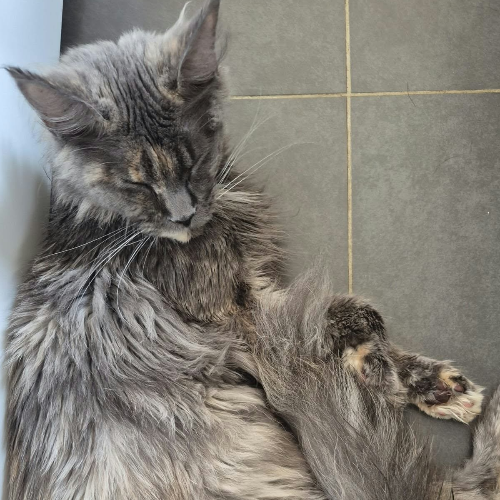 Foto van de poes