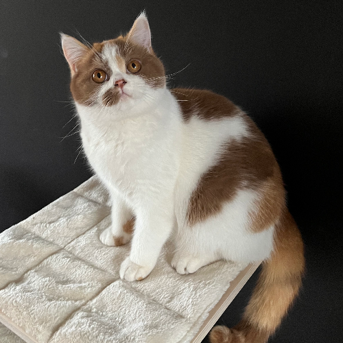 Foto van de poes