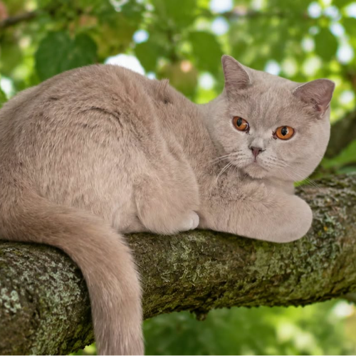 Foto van de poes