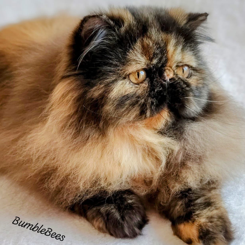 Foto van de poes