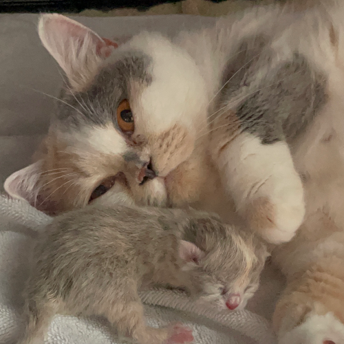 Foto van de poes