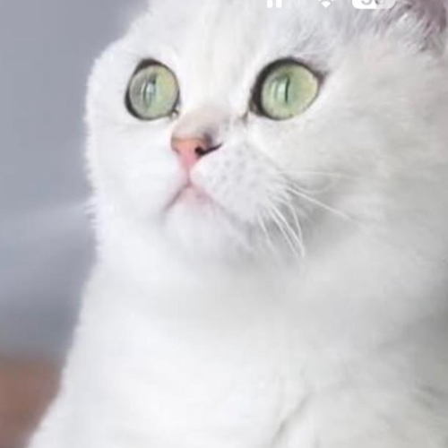Foto van de poes