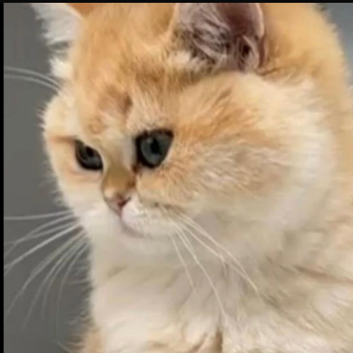 Foto van de poes