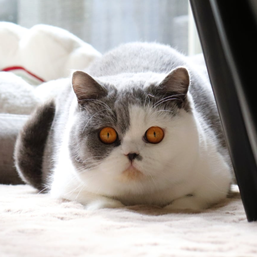 Foto van de poes
