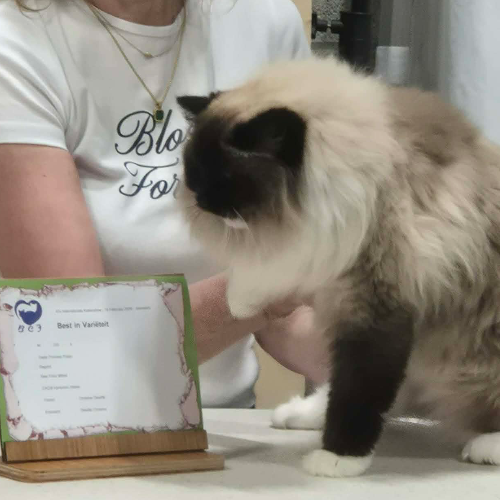 Foto van de poes