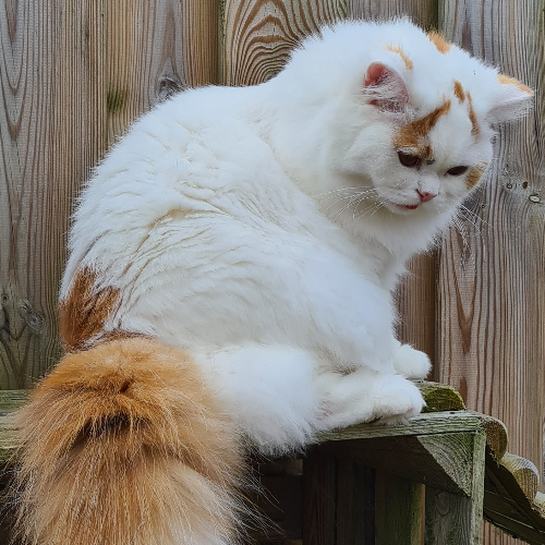 Foto van de poes
