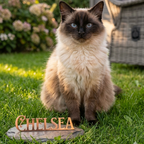 Foto van de poes