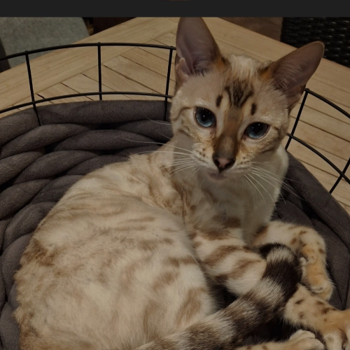 Foto van de poes