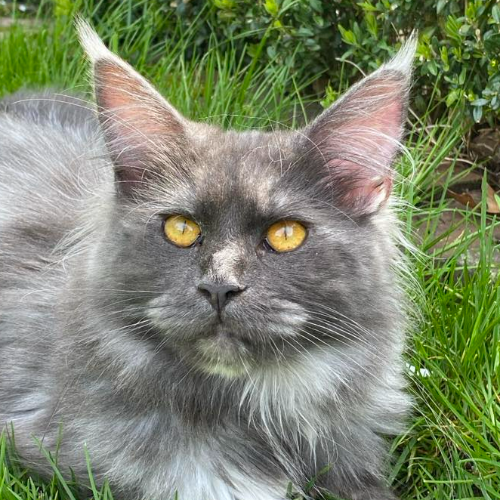 Foto van de poes
