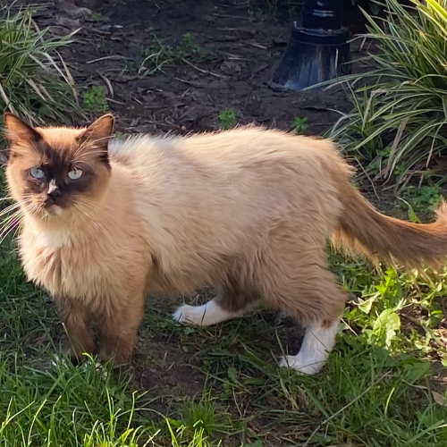 Foto van de poes