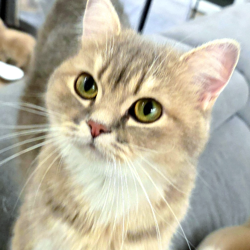 Foto van de poes