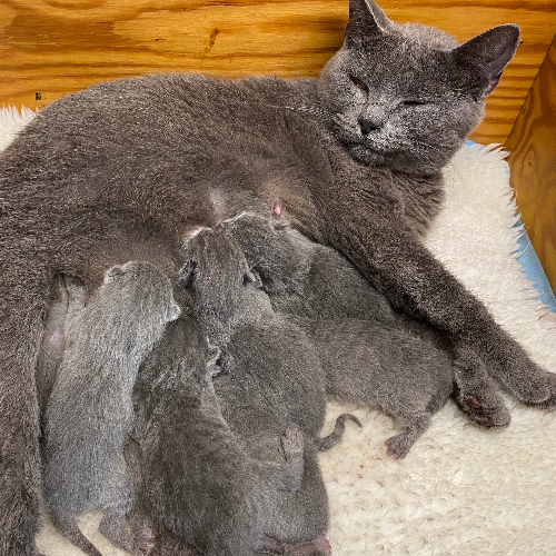 Foto van de poes