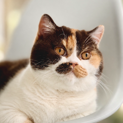 Foto van de poes