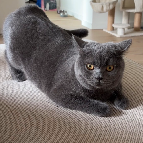 Foto van de poes
