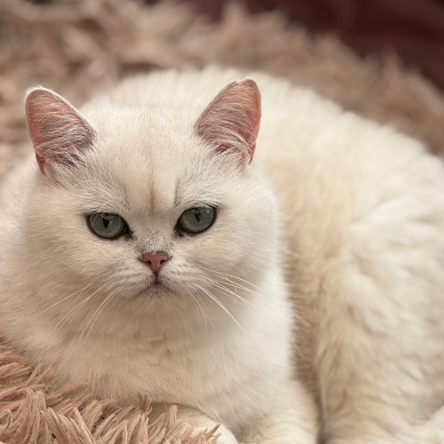 Foto van de poes