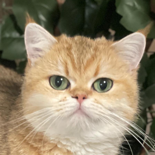 Foto van de poes