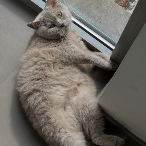 Foto van de poes