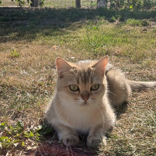 Foto van de poes