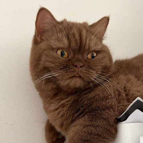Foto van de poes