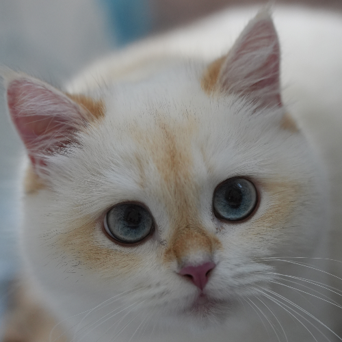 Foto van de poes